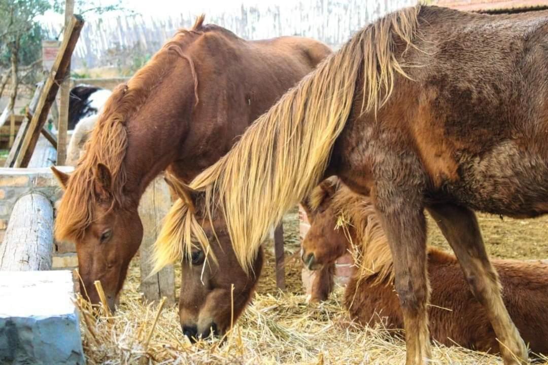 Готель Dar Zaghouan Екстер'єр фото